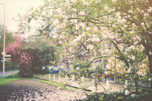 Magnolia in Trier on Flickr.