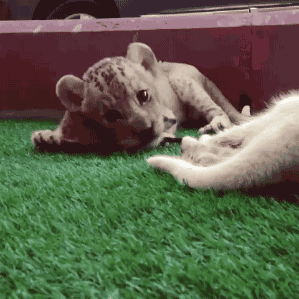 mistresssonjablue:  gifsboom:  Real life Simba and Timon. [video]   Does life imitate