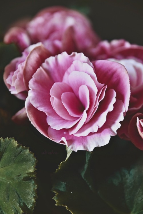 Bloom of Kindness | Abi Ashra (Tumblr)