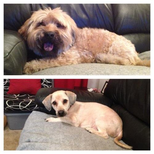 pleatedjeans:  18 Dogs That Got Appearance-Altering Haircuts 