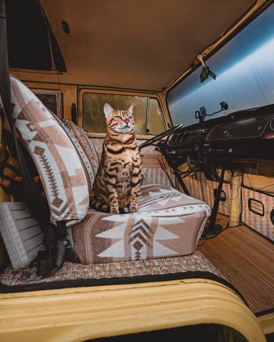 XXX This cat loves to travel photo