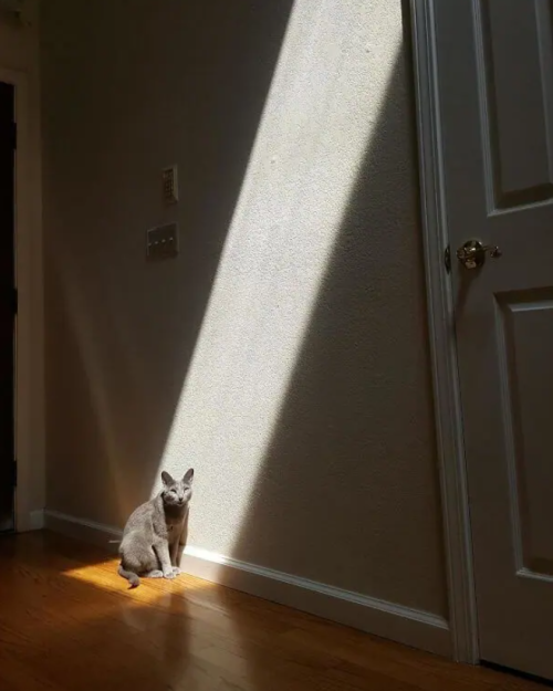 Bestmeows:praise The Sun…