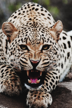 envyavenue:  Roaring Leopard