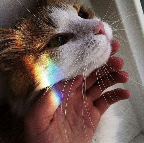 WHATS MORE AWESOME THAN RAINBOWS AND KITTIES? GETTING 10% OFF AND FREE SHIPPING AT SHOP CAN’T 