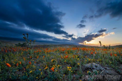 Sunset Wildflowers Antelope Valley California Poppy Reserve Lancaster, California