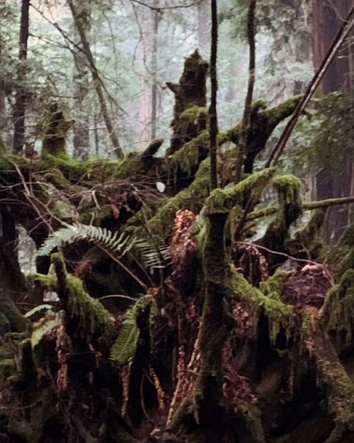 Roots, trails through the Redwoods, moss, greens, browns and blacks and oranges,