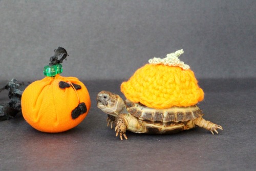thewhimsyturtle: We don’t have time to carve a pumpkin this year, so Mommy gave me a little cl