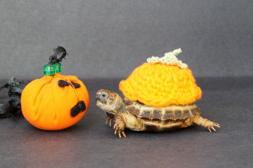 thewhimsyturtle:We don’t have time to carve a pumpkin this year, so Mommy gave me a little clo