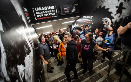 joaquinphoenixobsessed: Joaquin Phoenix tours a vegan ad campaign inside a subway station in Toronto