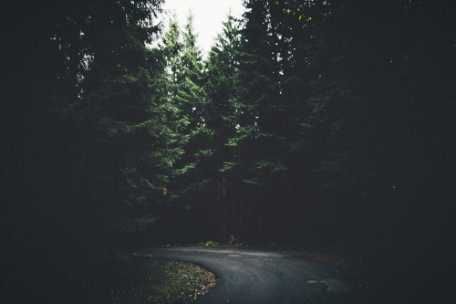 elenamorelli: { the road through the forest }