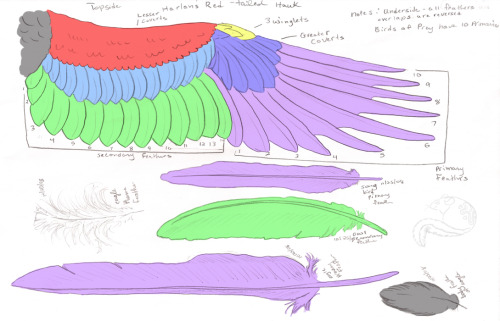 fucktonofanatomyreferences:An appreciative fuck-ton of bird wing anatomy references (from various so
