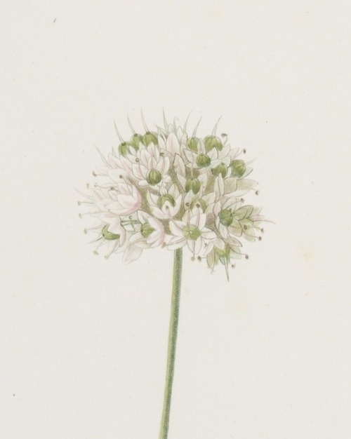 Les liliacés, par P.J.REDOUTÉ.(1759-1840). ” Allium Carolinianum.” ou ail de Caroline.Allium Caroli
