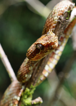 funkysafari:  Bothriechis schlegelii, Costa Rica  by markusOulehla