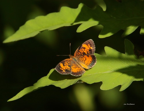 Northern Crescent Butterfly @ Verona Beach State Park             