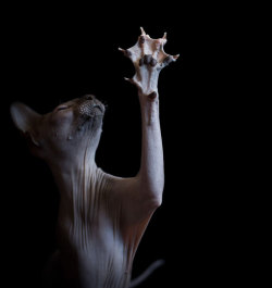 boredpanda:I Photograph Hairless Sphynx Cats