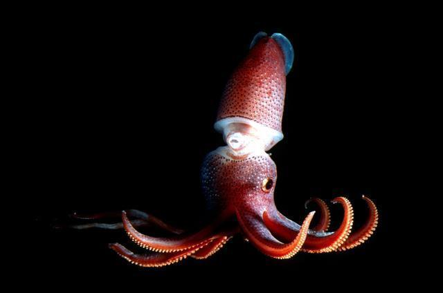 “Most people go their whole lives without seeing them or coming to understand their beauty, quirkiness and braininess.”
Learn how our colleagues at the Monterey Bay Aquarium Research Institute are helping us display amazing deep-sea animals