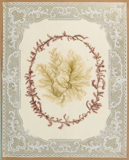 focsle: Victorian seaweed albums are one of my favorite things though.Source: Brooklyn Museum L