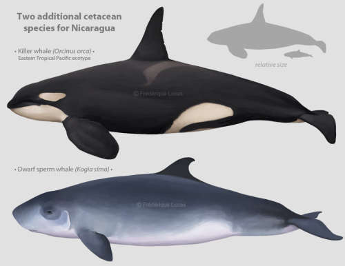 Two additional illustrations made for my previous series on cetaceans in Nicaragua (part 1 and part 