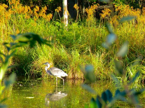 Peeking through leaves at a great blue heron.