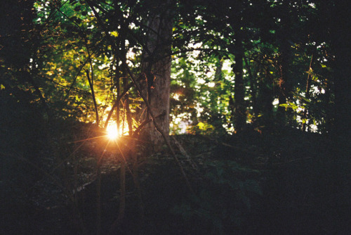 Setting sun in NW Washington DC.Shot on 35mm Kodak Gold 200 film.