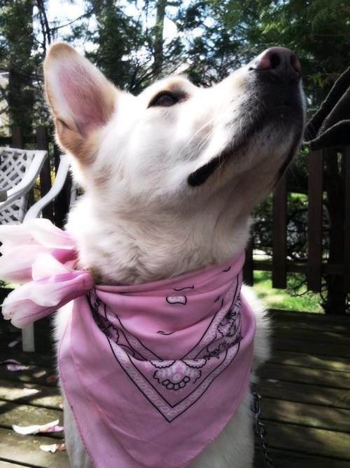 lusnka: Spring has sprung. My jindo puppy enjoying the spring air, and magnolias that have blossomed