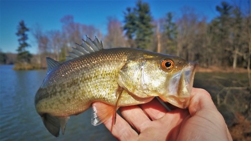 Biscuit and I made a trip to a lake with a small population of Yellow Perch (spoiler: we still haven