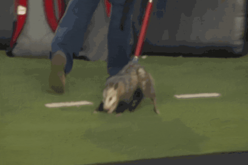 Zayne Being Dragged To The Bedroom Like