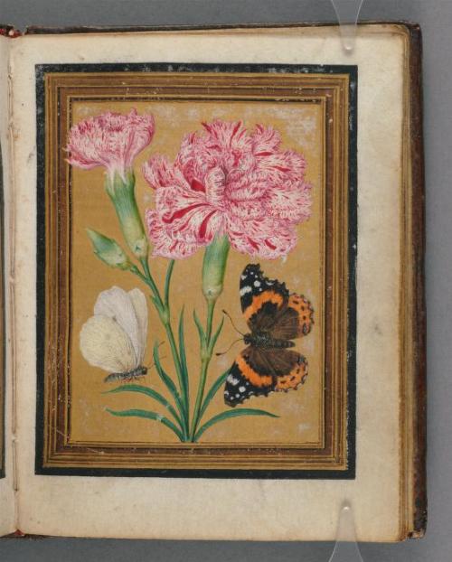 heaveninawildflower:Paintings of flowers, butterflies and insects by Jacques Le Moyne de Morgues. Be