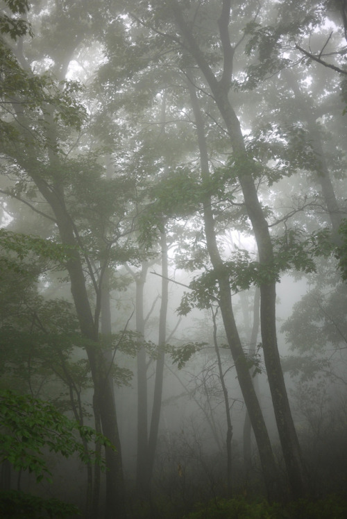 Sams Point in the Fog by WhatsAllThisThen