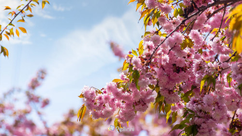 pink sakura blossom in spring season. branches of japanese tree reach for the sky. beautiful floral nature background - pink sakura blossom in spring season. branches of japanese tree reach for the sky. beautiful floral nature background #spring#sakura#cherry#blossom#tree#pink#background#japanese#garden#nature#flower#branch#b
