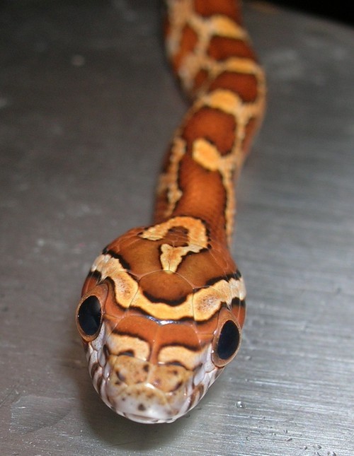 roughrimjob:  Baby snakes appreciation post        