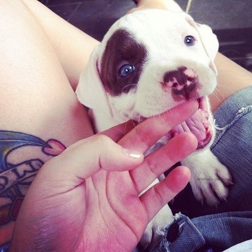 whatthetracy:  PITBULL PUPPIES STEAL MY HEART 