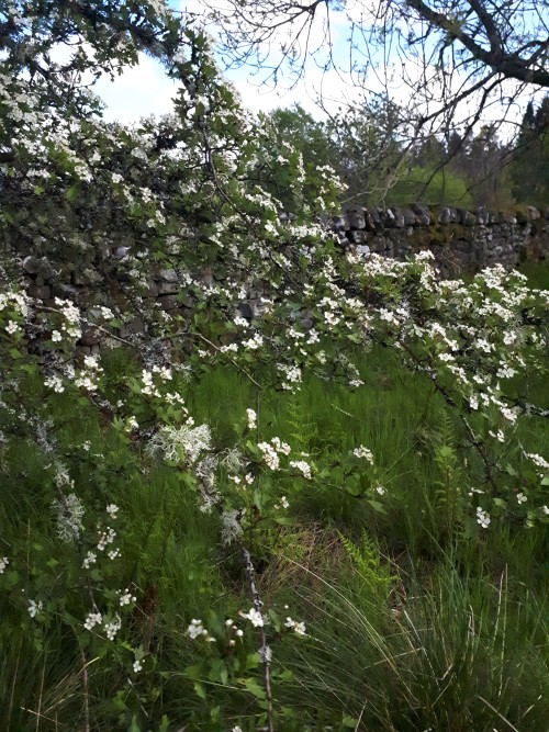 The Hawthorn trees are now blossoming here in Redesdale.In Celtic mythology, the Hawthorn is a sacre