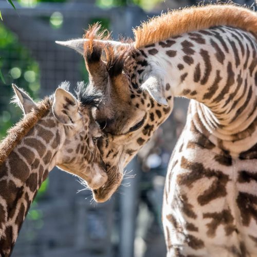 sdzoo:  Baby giraffe born at the San Diego Zoo by Craig Chaddock 