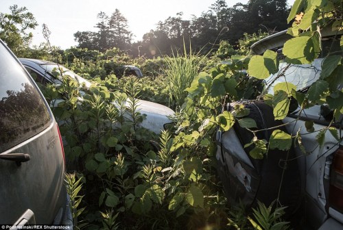 cctvnews: Fukushima exclusion zone looks like a post-apocalyptic wildernessFour years have passed si