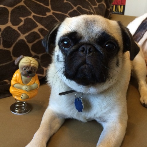 archiemcphee: wombatarama: Momo’s new meditation teacher Our new Dashboard Pug Buddha already 