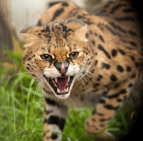 Wildlife World Zoo