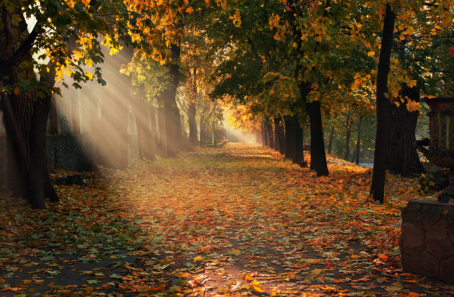 dailyautumn:  autumn morning 17 by ~alexandrdeviant