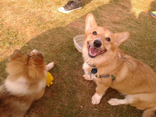 Puppy party at the dog park