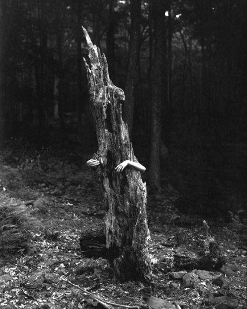 almavio:  George Holz, Limbs, Woodland Valley, 1998 