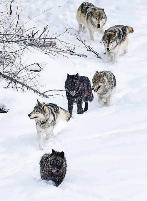 without-ado:Wolf Pack (via)