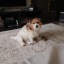 littleoblacko