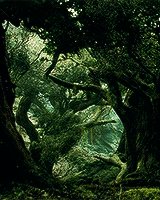 XXX elvenking:  Welcome to Middle-Earth  ☼ photo