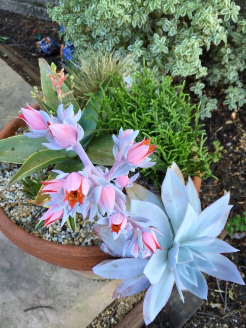 Echeveria cante blooming in its new pot!