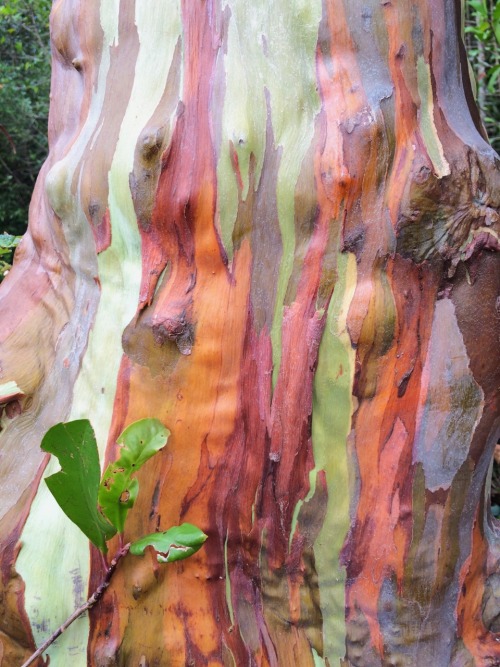 geographilic:Rainbow eucalyptus, Road to adult photos