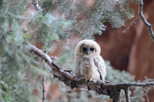 americasgreatoutdoors:Whooo is that? A baby Mexican spotted owl at Zion National Park in Utah! Natio