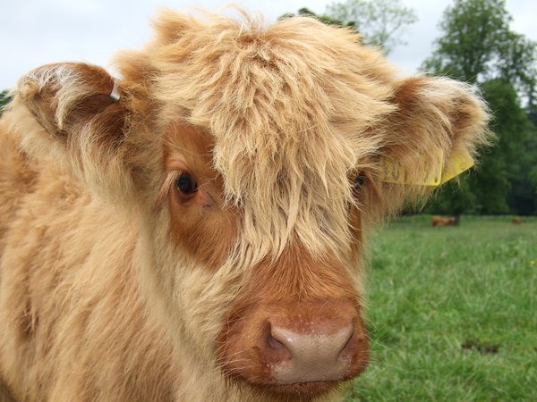 fruitelf:  castiel-for-king:  Fluffy baby cows  I want a pet cow wow 