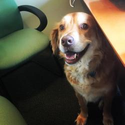 awwww-cute:  This good boy showed up at my office and sat under my desk all day (Source: https://ift.tt/2sz3q14)