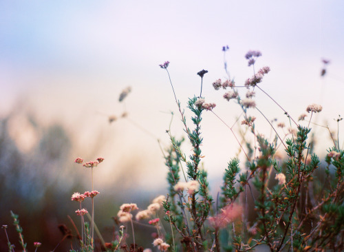 floralls:  by   Anthony Samaniego  