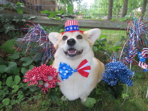 scampthecorgi:  Happy Fourth of July! adult photos